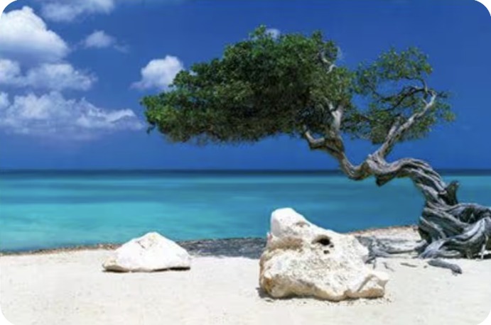 Divi-divi boom, Aruba