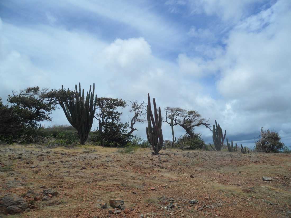 Cactuslandschap in Arikok National Park