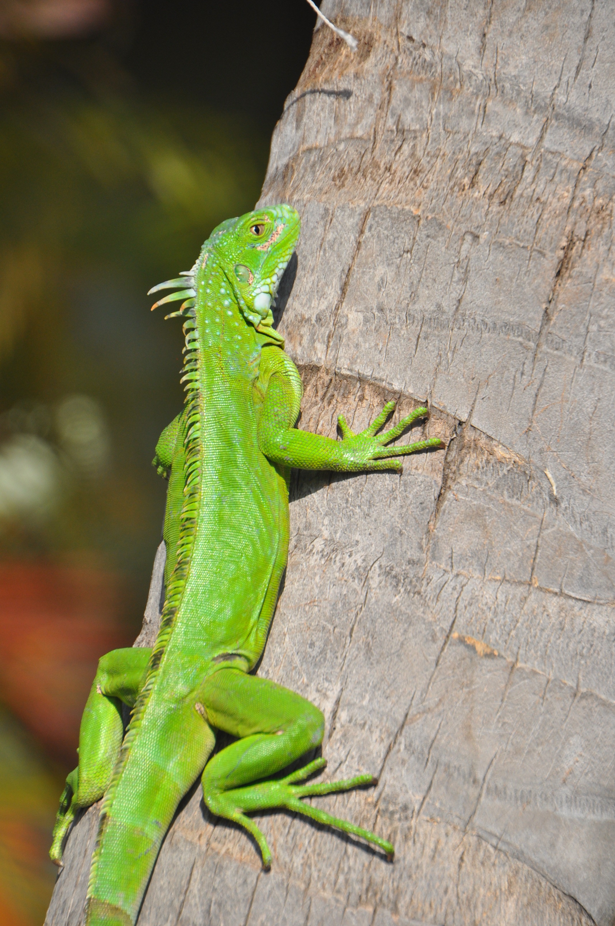 Groene leguaan tegen een palmboomstam